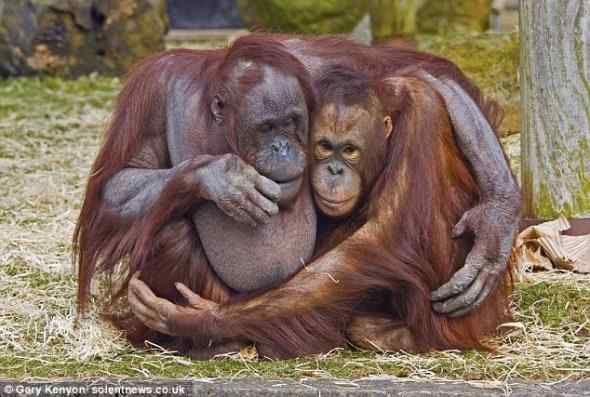 猩猩夫妇也像人类一样恩爱拥抱
