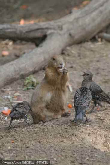 图说土拨鼠与紫翅椋鸟