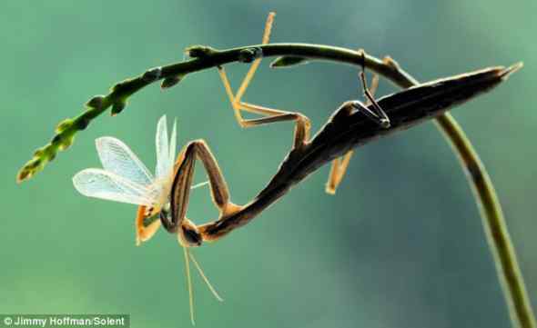 伪装大师——螳螂