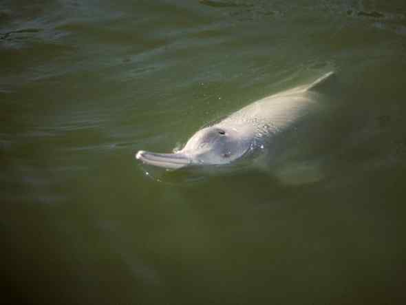 世界七大河豚都快灭绝了! 世界七大河豚都快灭绝了!