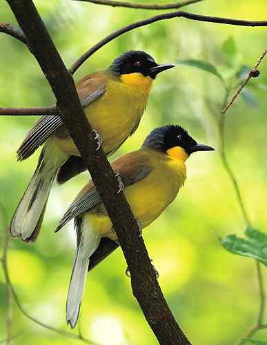 江西婺源最珍稀的鸟类——黄喉噪鹛