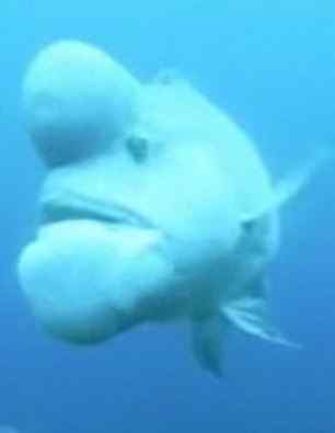 世界上最丑的鱼——羊头濑鱼