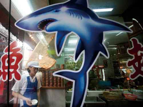 血腥鱼翅——鲨鱼才是真正的弱者