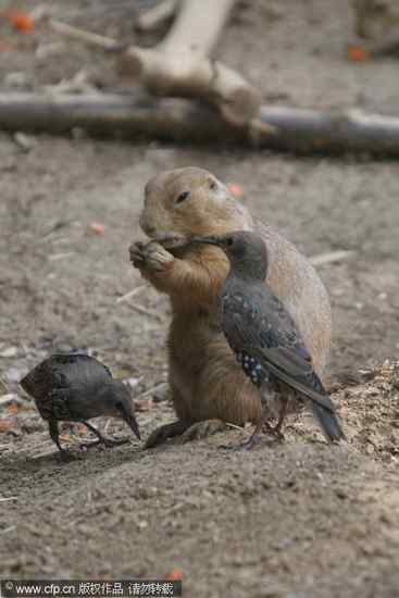 图说土拨鼠与紫翅椋鸟
