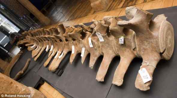 200年前的脊美鲸骨架现身泰晤士河岸