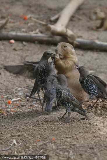 图说土拨鼠与紫翅椋鸟