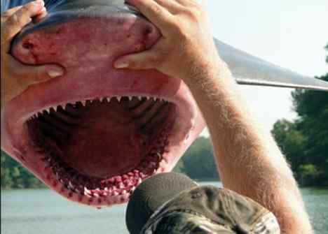 世界上最危险的鲨鱼——牛鲨