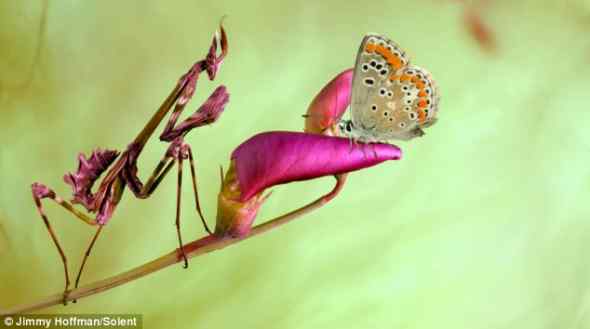 伪装大师——螳螂