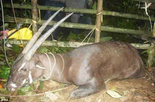 麒麟再现人间——老挝发现武广牛(中南大羚)