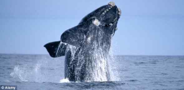 200年前的脊美鲸骨架现身泰晤士河岸