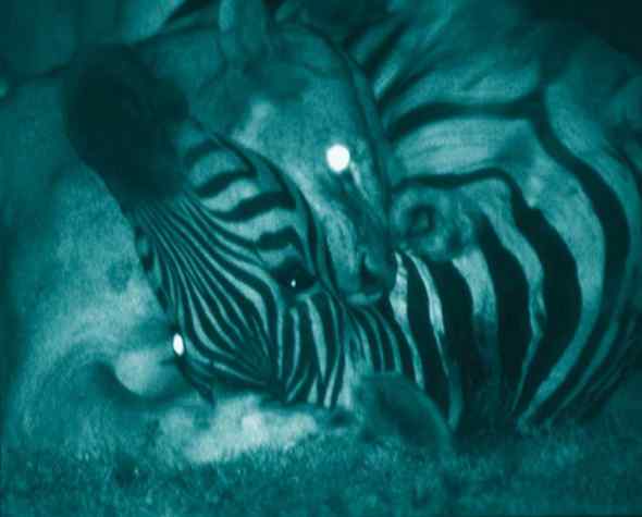 热成像摄影技术偷拍非洲的暗夜杀手——狮子