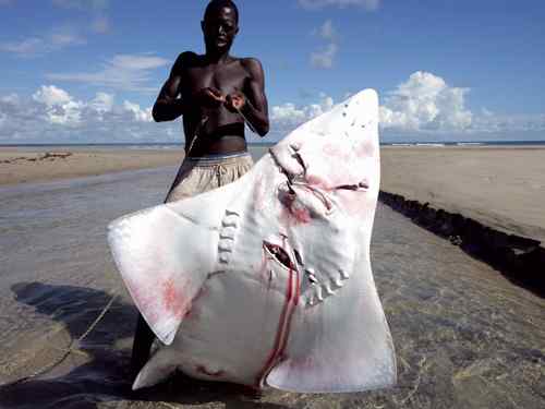 血腥鱼翅——鲨鱼才是真正的弱者