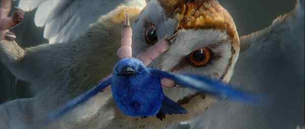 电影《守卫者传奇》中的猫头鹰知识大梳理 电影《守卫者传奇》中的猫头鹰知识大梳理