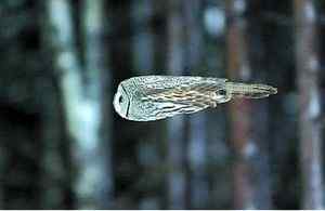 专业人士解说电影《守卫者王国》的猫头鹰原型