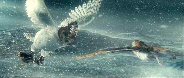 电影《守卫者传奇》中的猫头鹰知识大梳理 电影《守卫者传奇》中的猫头鹰知识大梳理