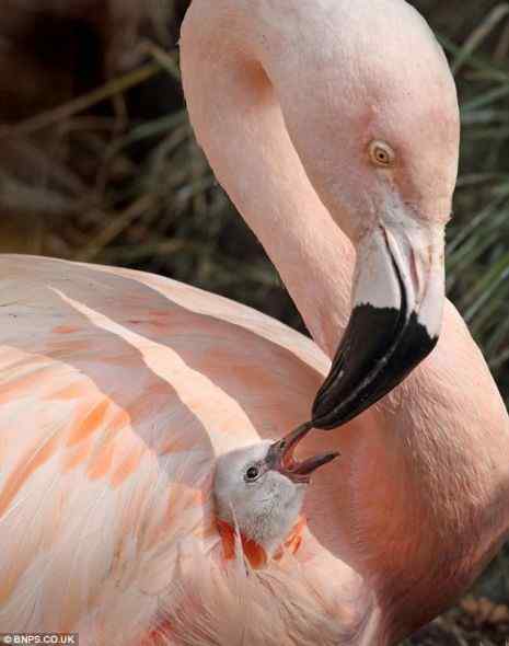 美国西雅图动物园：智利小火烈鸟