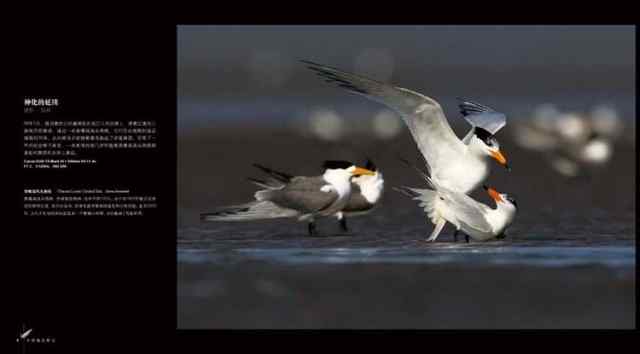 精美画册：飞羽瞬间—中国野生鸟类精彩图片选