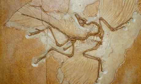 十大动物学发现：始祖鸟化石、渡渡鸟之死、鸟类迁徙路线