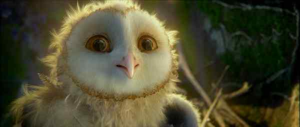 电影《守卫者传奇》中的猫头鹰知识大梳理 电影《守卫者传奇》中的猫头鹰知识大梳理