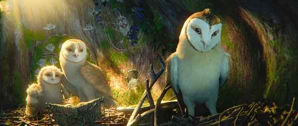 电影《守卫者传奇》中的猫头鹰知识大梳理 电影《守卫者传奇》中的猫头鹰知识大梳理