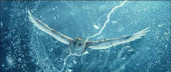 电影《守卫者传奇》中的猫头鹰知识大梳理 电影《守卫者传奇》中的猫头鹰知识大梳理