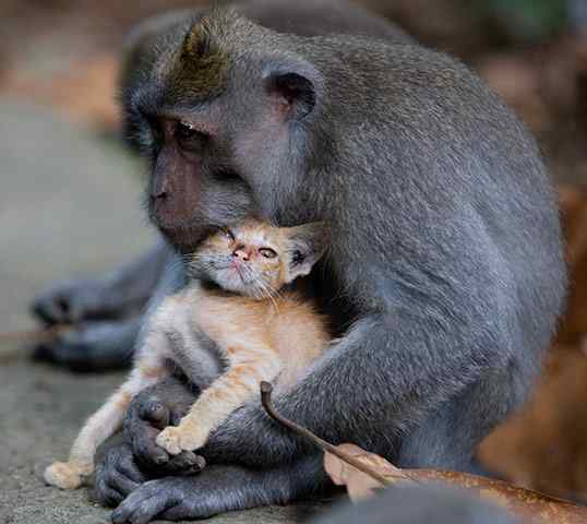 跨越物种的亲情：巴厘岛长尾猴和小猫