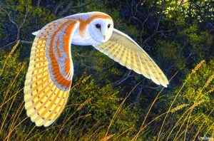 专业人士解说电影《守卫者王国》的猫头鹰原型