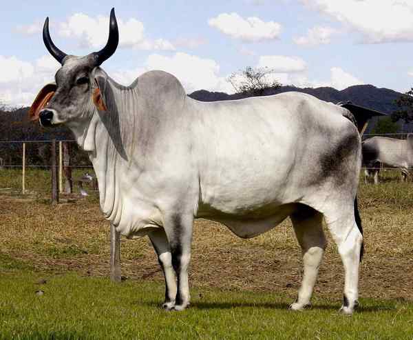 瘤牛Zebu ——欧洲印度神话中牛