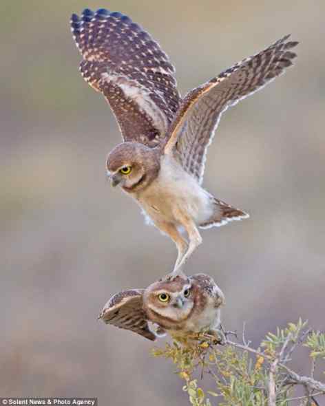 洞穴猫头鹰的兄弟情深