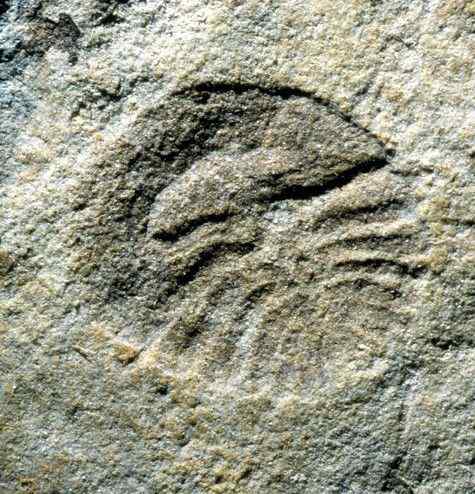 寒武纪生命大爆发与埃迪卡拉纪——美丽化石见证