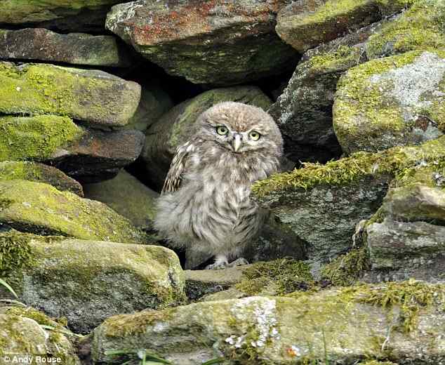 英国最小的鸟——纵纹腹小鸮 Little Owl