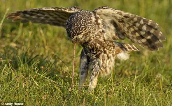 英国最小的鸟——纵纹腹小鸮 Little Owl