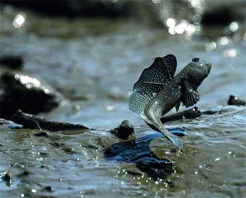 大卫·爱登堡拍摄地球上的迷人怪异的动物