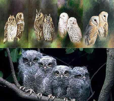 猫头鹰图片图谱大全