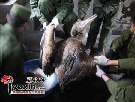 白鹈鹕也能吃素