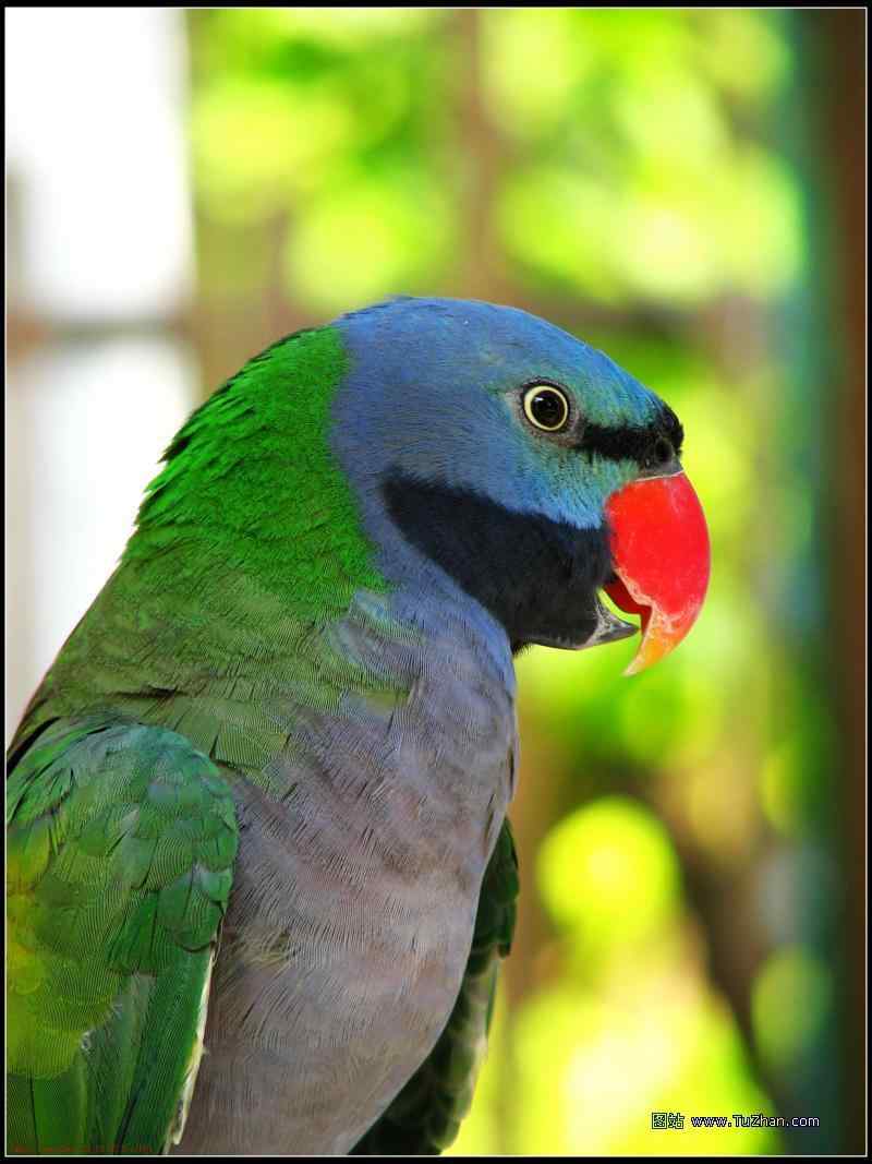 鸟与史料——鹦鹉 鸟与史料——鹦鹉