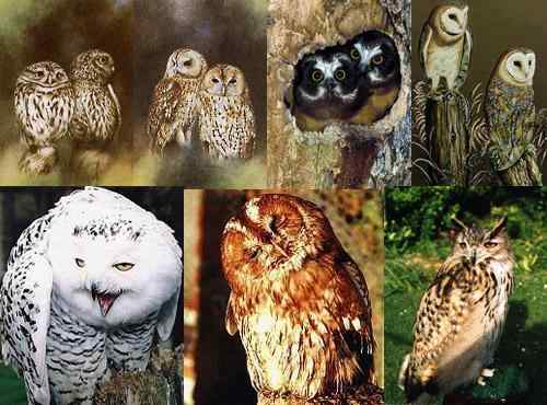 猫头鹰图片图谱大全