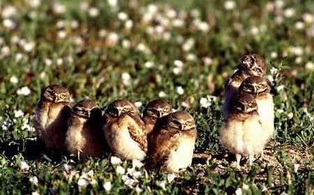 猫头鹰图片图谱大全