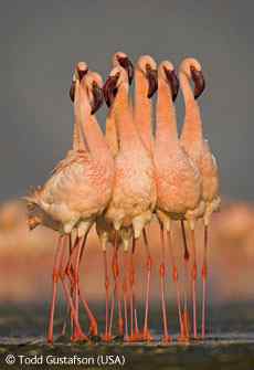 动物行为组第二名 火烈鸟之舞