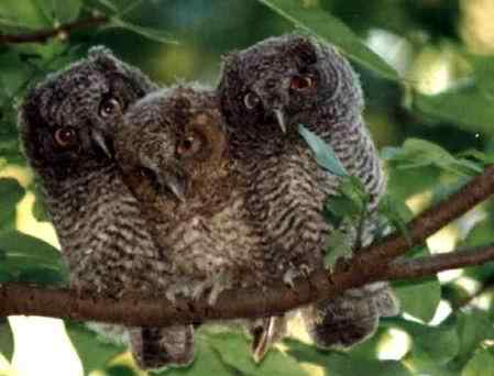 猫头鹰图片图谱大全