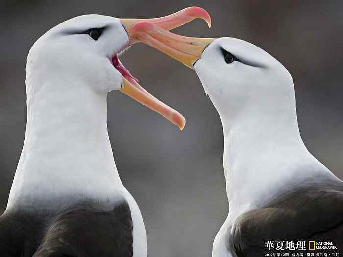 鸟类介绍:信天翁