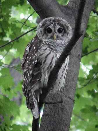 猫头鹰图片图谱大全