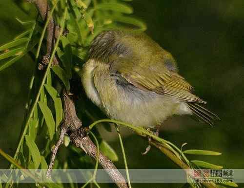 鸟是怎样睡觉的？