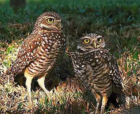 猫头鹰图片图谱大全