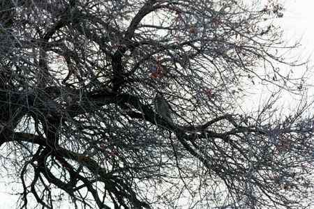 猫头鹰图片图谱大全