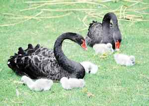 动物世界十大同性恋