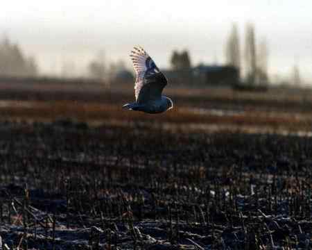 猫头鹰图片图谱大全