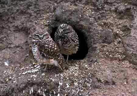 猫头鹰图片图谱大全