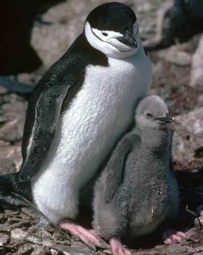 企鹅母子相差咋就这么大呢