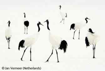 视觉创意组 丹顶鹤